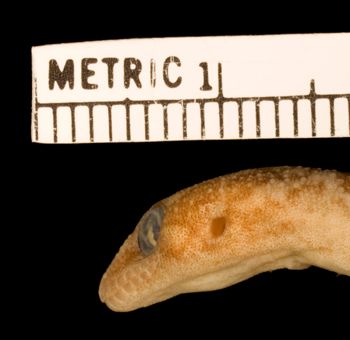 Media type: image;   Herpetology R-31574